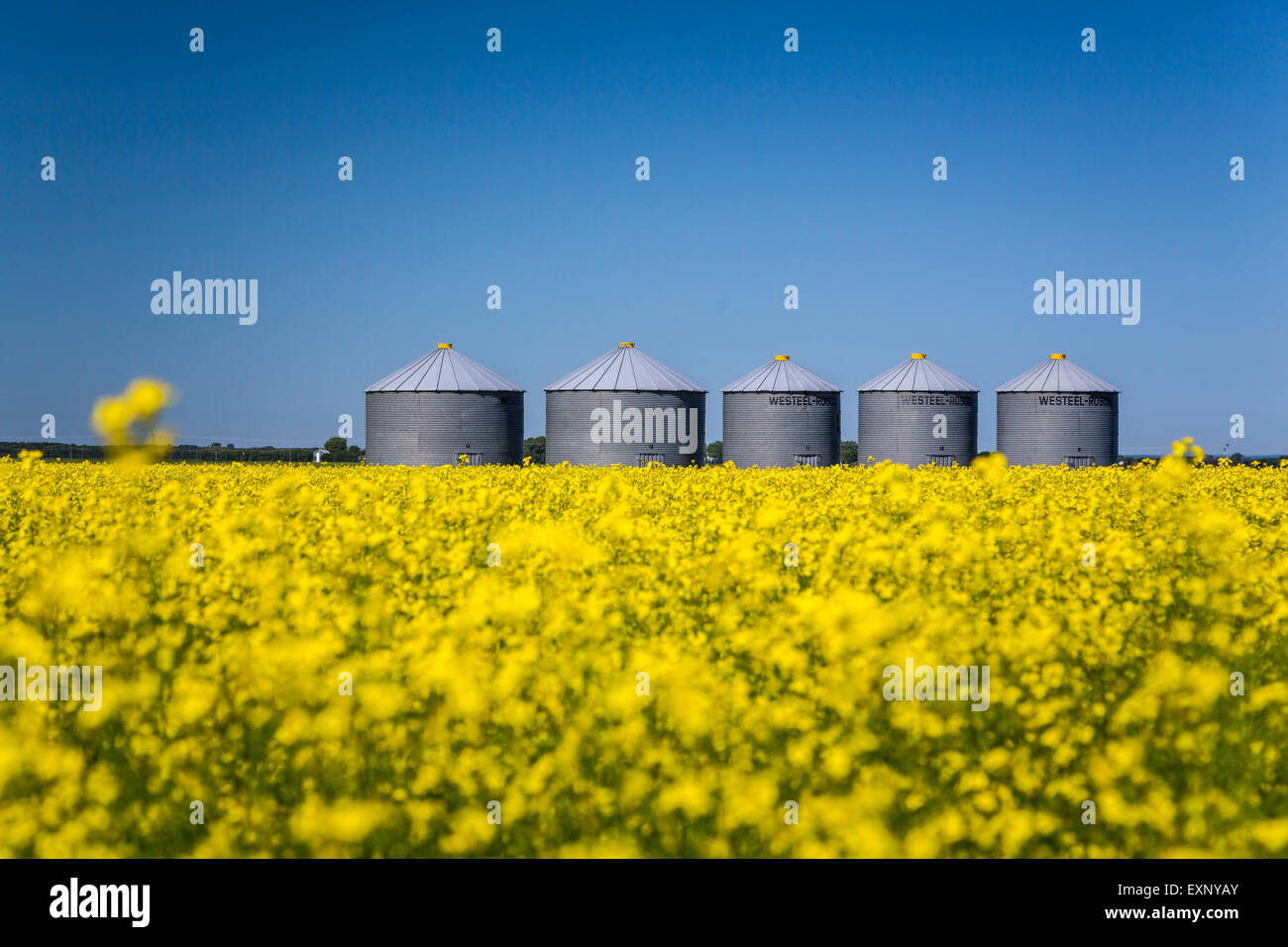 Prairie grain bins in a blooming canola field near Roland, Manitoba, Canada. Stock Photo