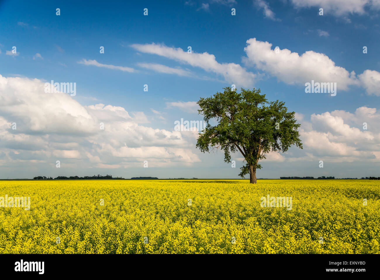 A lone tree in a blooming canola field near Myrtle, Manitoba, Canada. Stock Photo