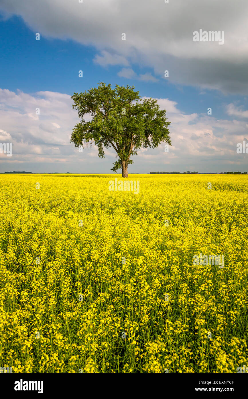 A lone tree in a blooming canola field near Myrtle, Manitoba, Canada. Stock Photo