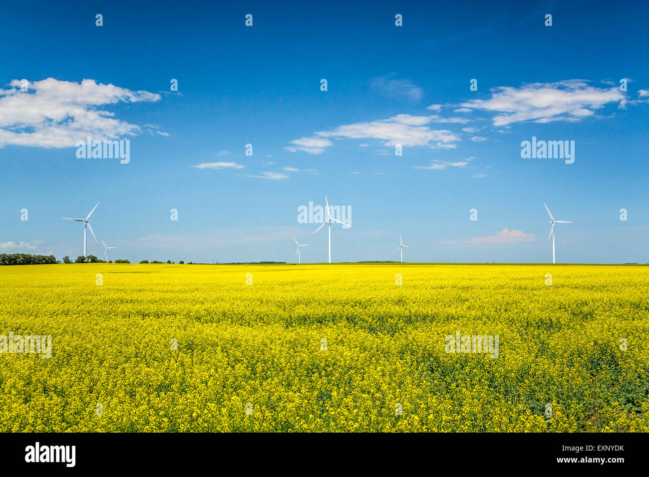 Canola field and wind farm near St. Leon, Manitoba, Canada. Stock Photo