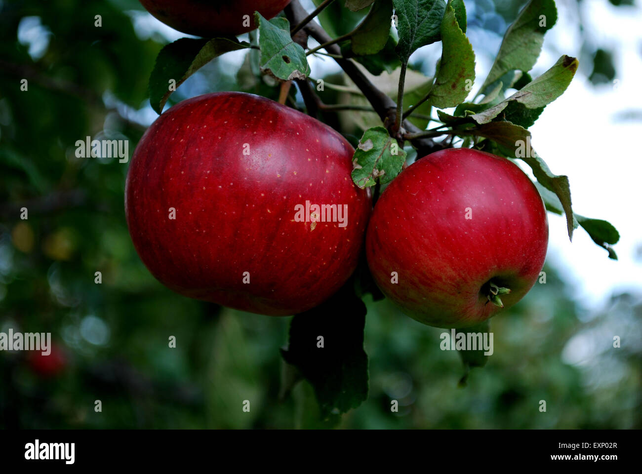 apples Stock Photo