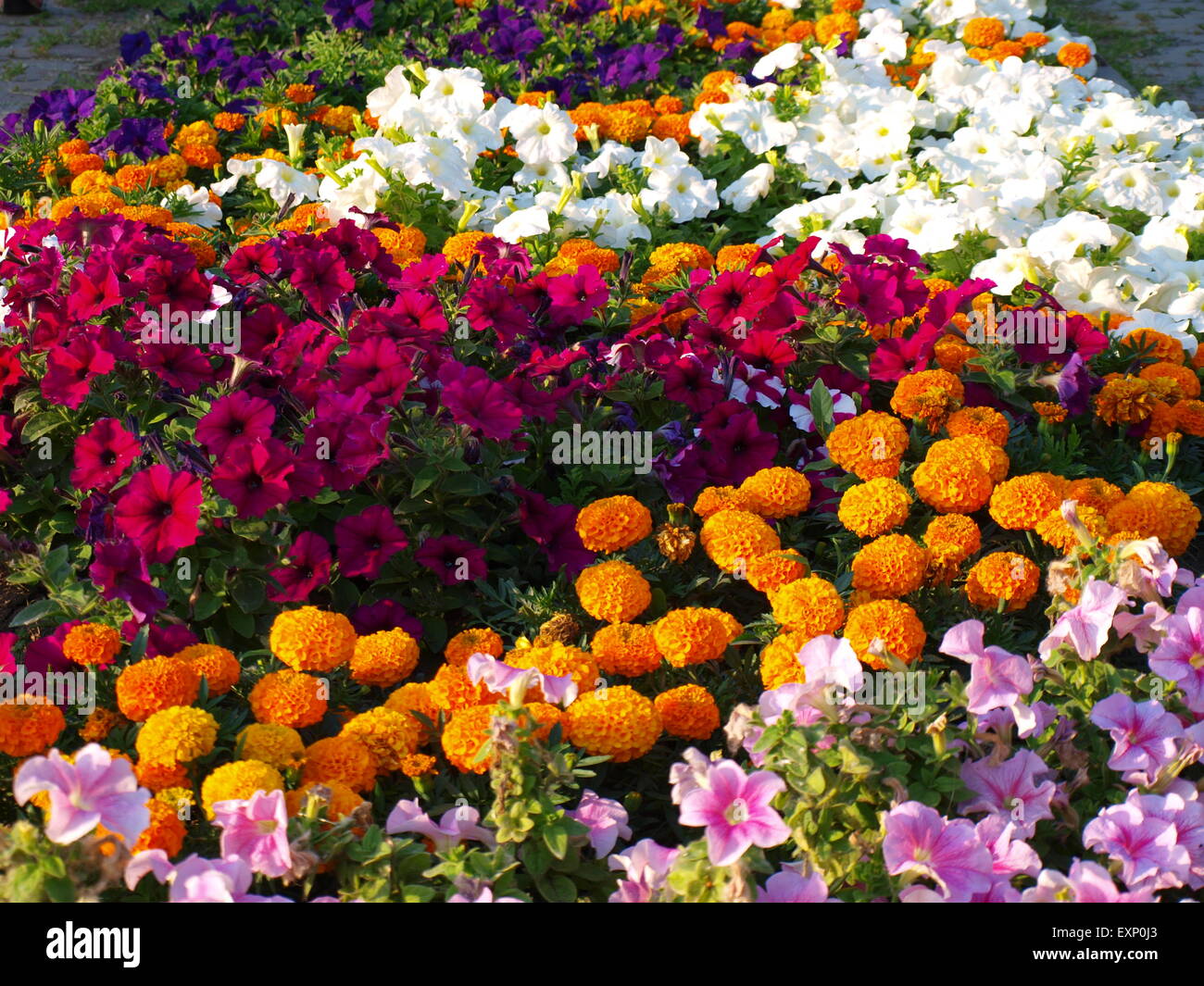 Colorful flower bed with lots of bright flowering plants Stock Photo ...