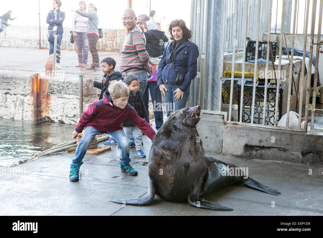 Sea Lions in Kalk Bay , Cape Town , South Africa Stock Photo