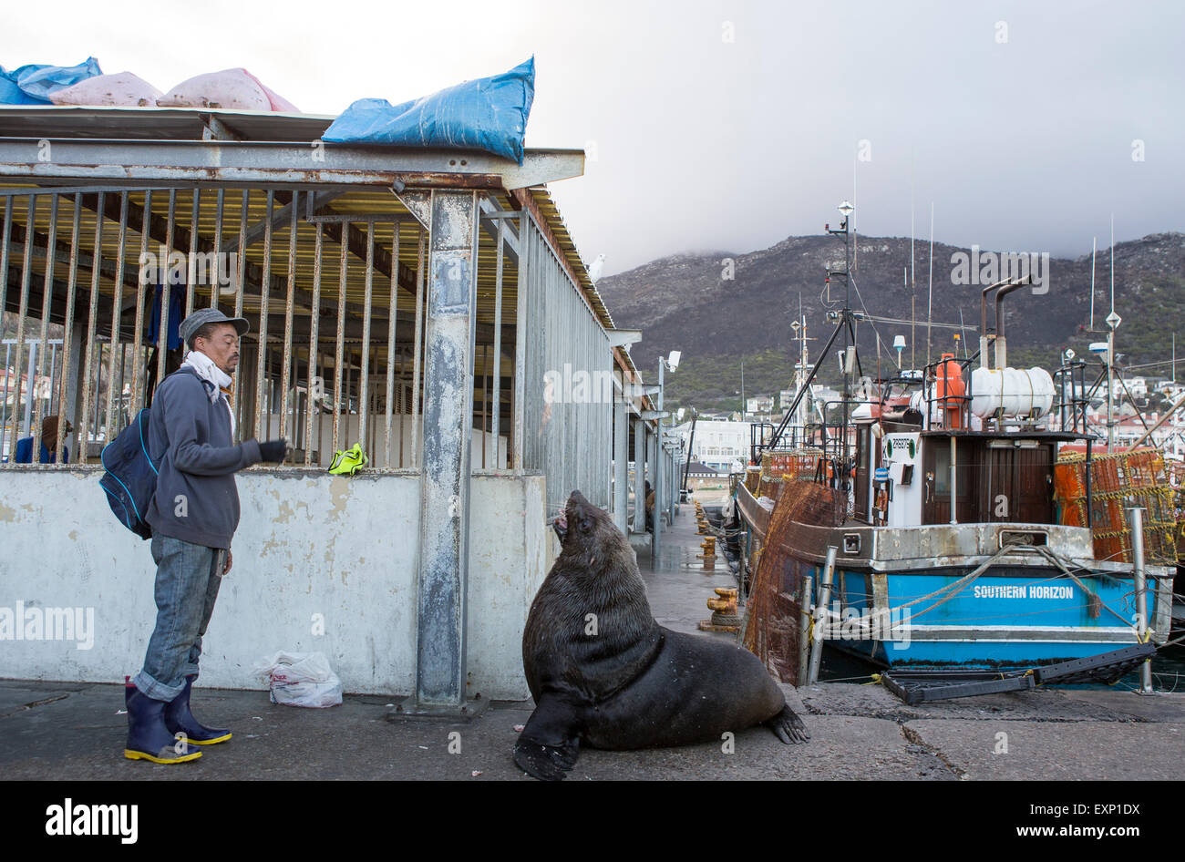 Sea Lions in Kalk Bay , Cape Town , South Africa Stock Photo