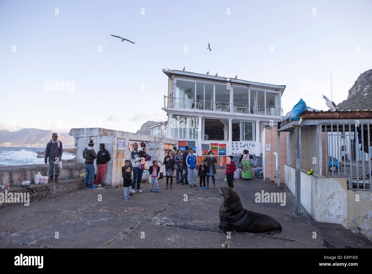 Sea Lions in Kalk Bay , Cape Town , South Africa Stock Photo