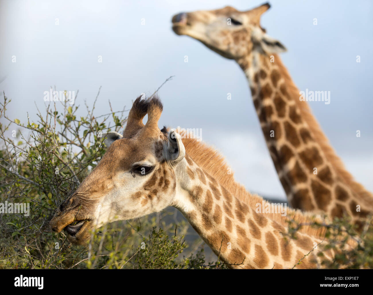 South africa giraffes hi-res stock photography and images - Alamy