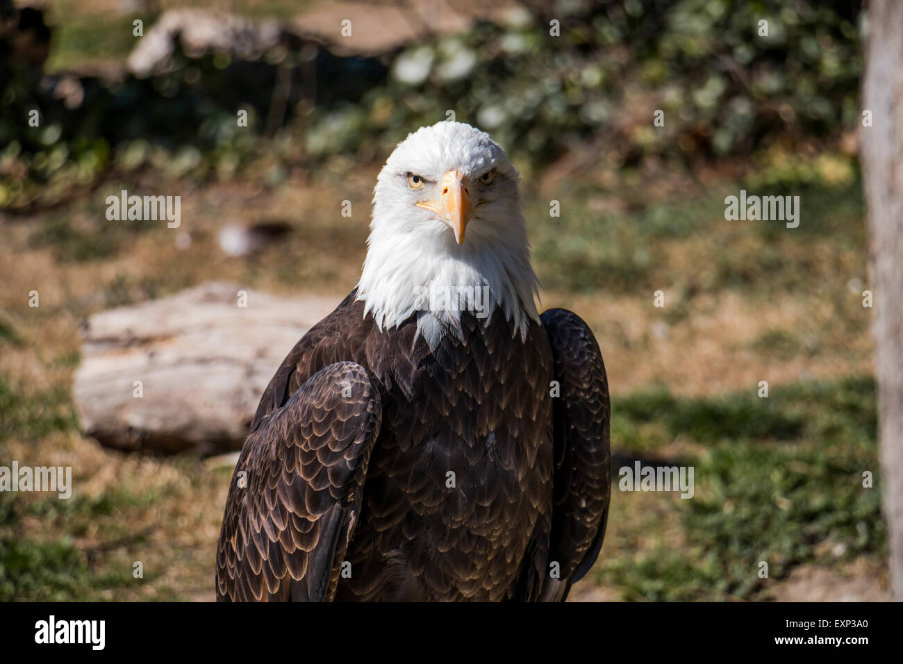 Majestic Eagle Stock Photo