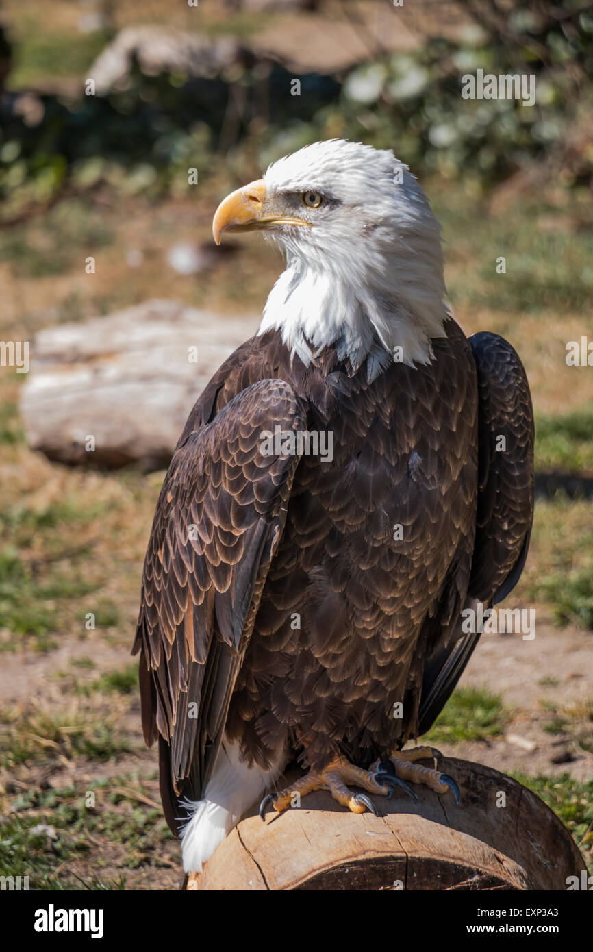 Eagle at Zoo Stock Photo