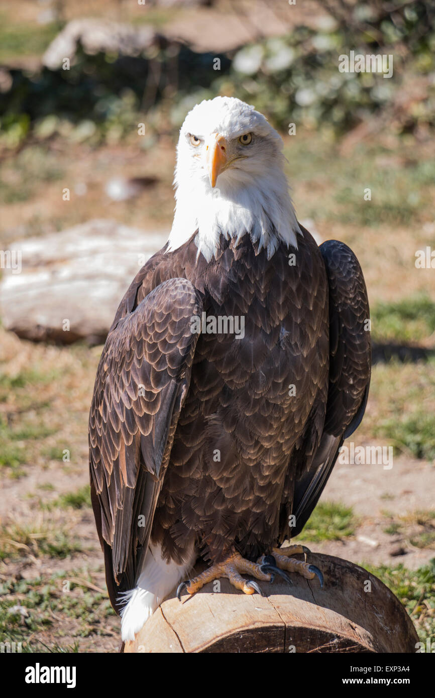 Eagle at Zoo Stock Photo