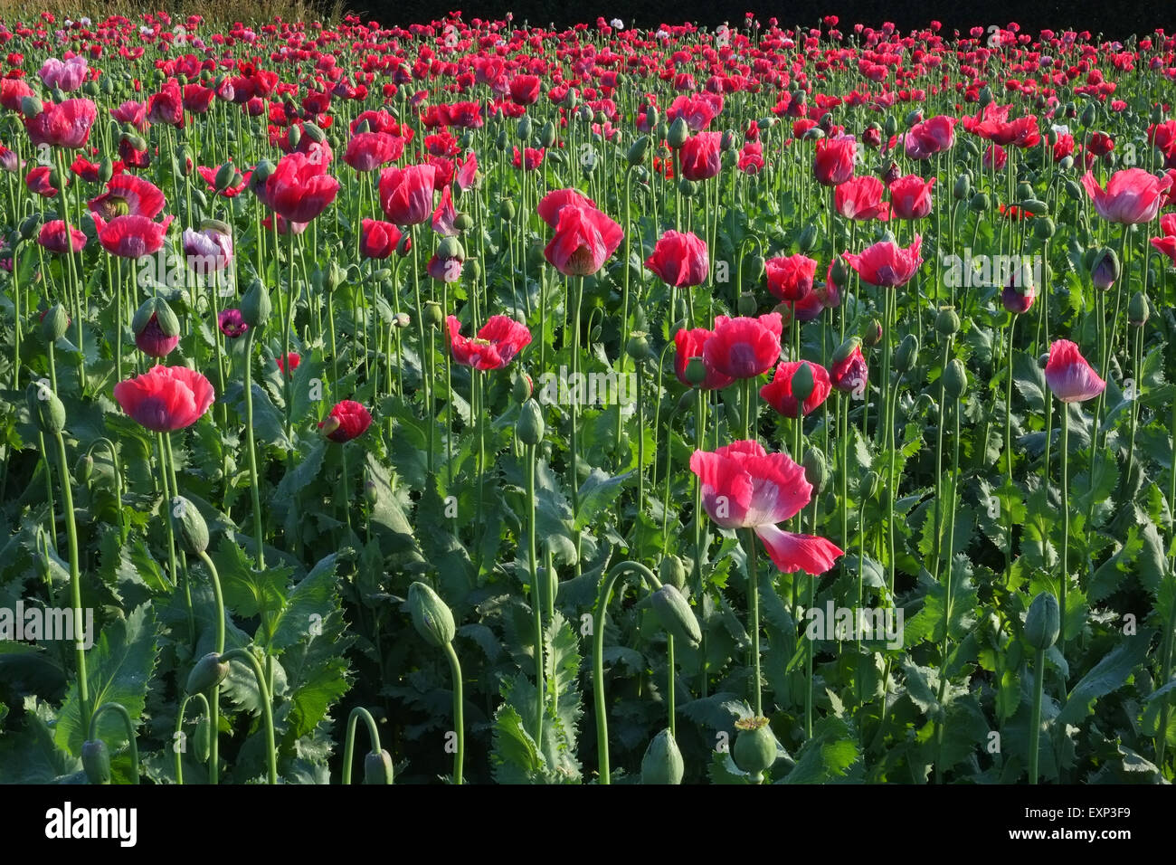 Poppy field, England Stock Photo Alamy