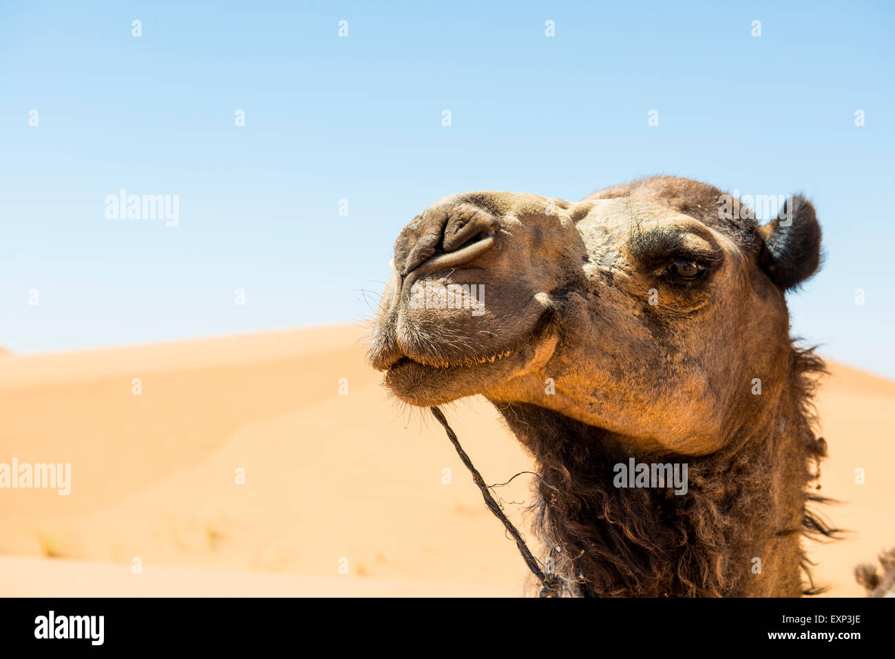 Dromedary in dunes, portrait, Merzouga, Meknès-Tafilalet Region, Morocco Stock Photo