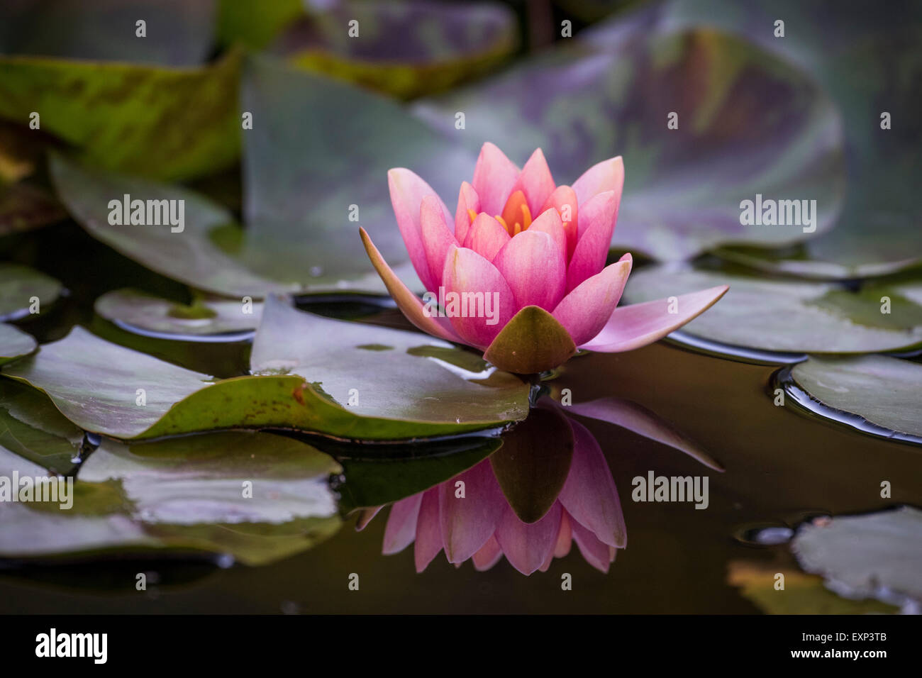 Water lily (Nymphaea sp.), Baden-Wuerttemberg Stock Photo