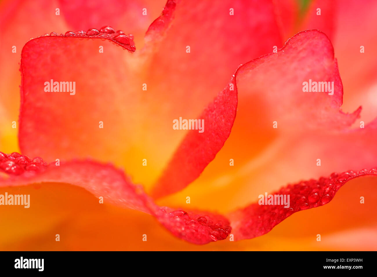 Red and yellow petals hi-res stock photography and images - Alamy