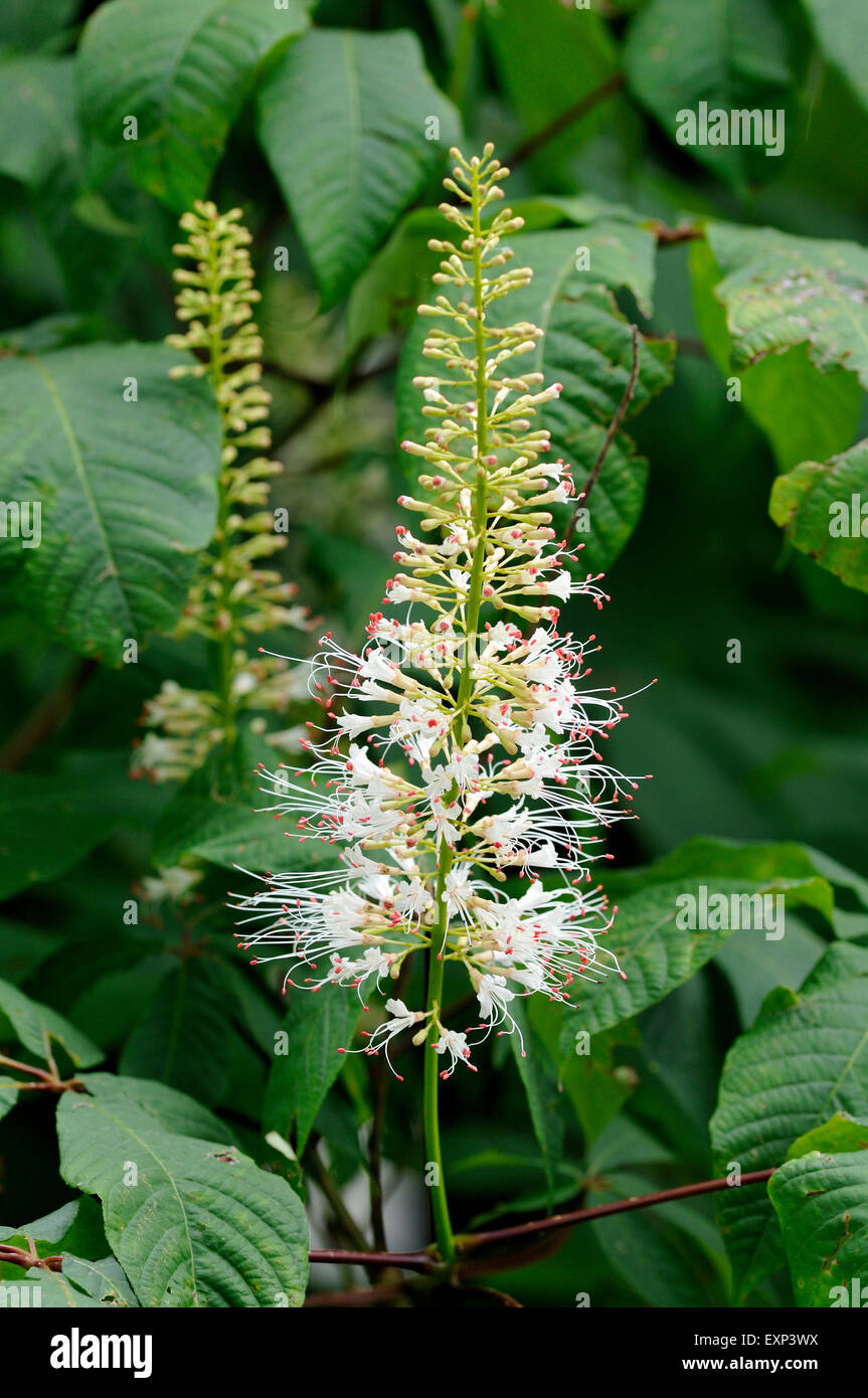 Bottlebrush buckeye (Aesculus parviflora) inflorescence, North Rhine-Westphalia, Germany Stock Photo