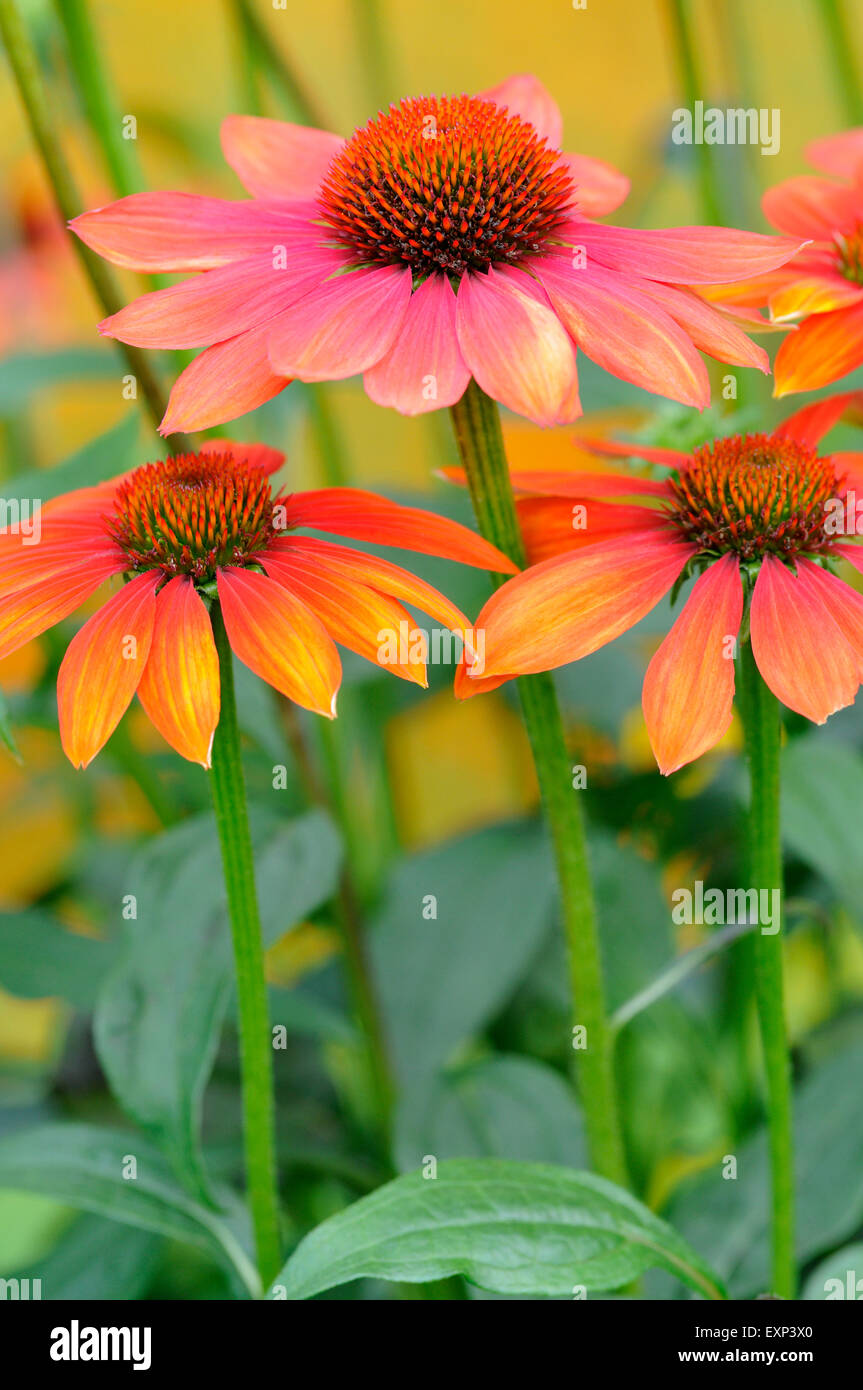 Coneflower (Echinacea sp.) hybrid, Hot Summer variety, North Rhine ...