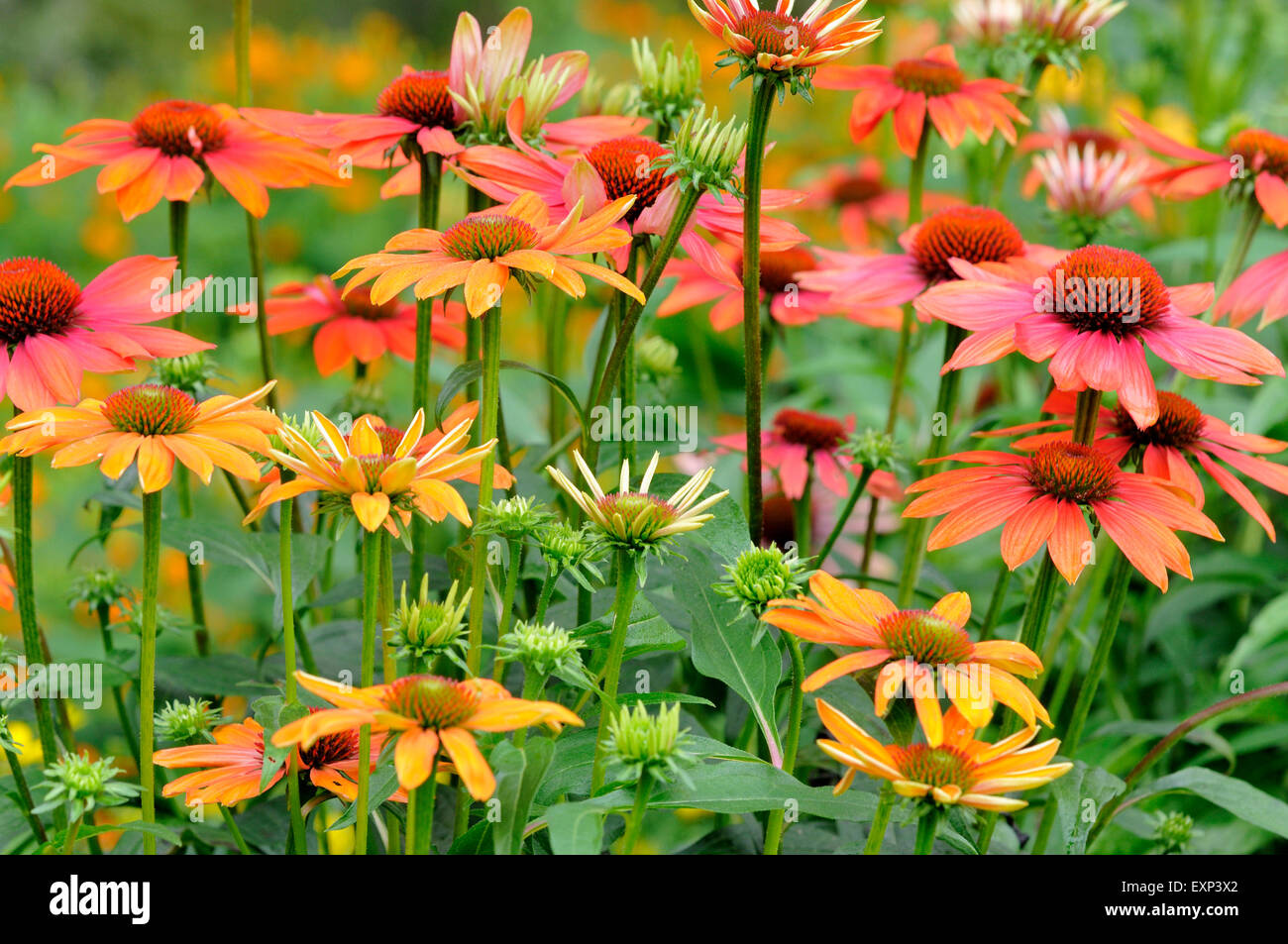 Coneflower (Echinacea sp.) hybrid, Hot Summer variety, North Rhine-Westphalia, Germany Stock Photo