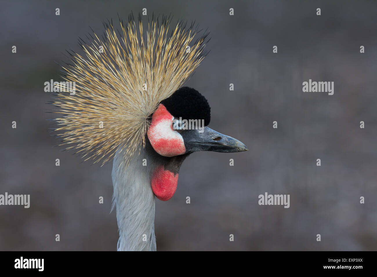 Black crowned crane (Balearica pavonina), North Rhine-Westphalia, Germany, captive Stock Photo