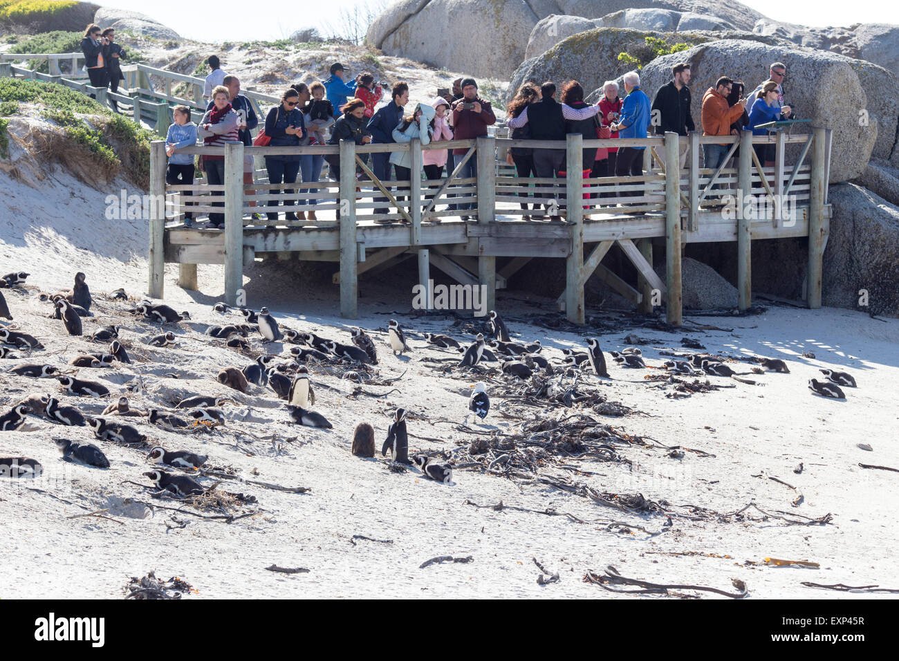 Penguins at Boulders Beach near Simonstown , South Africa Stock Photo