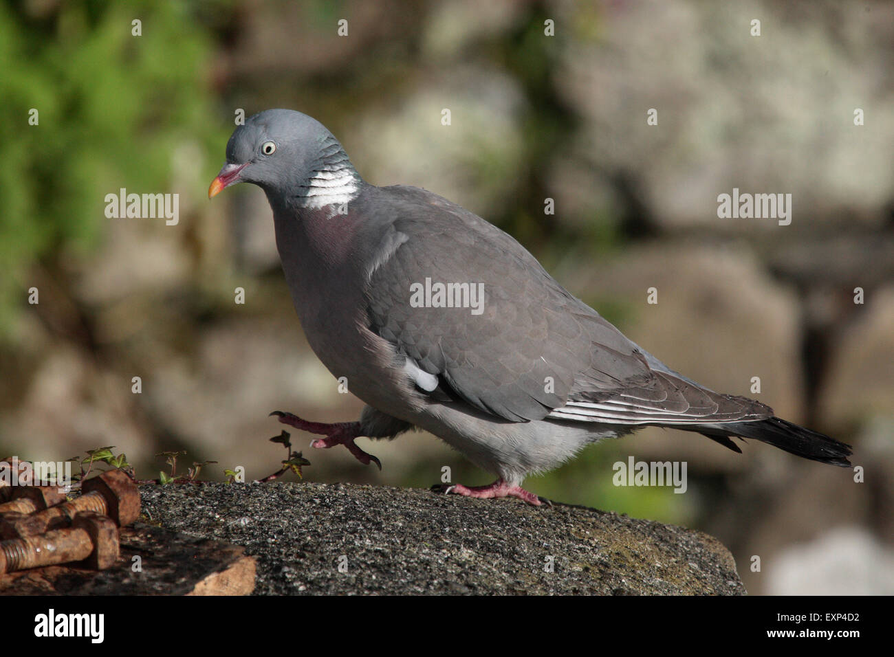 Wood Pigeon Stock Photo