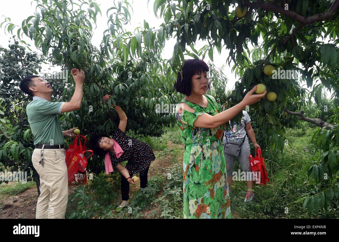 Bazhou, China's Hebei Province. 16th July, 2015. People pick peaches at ...