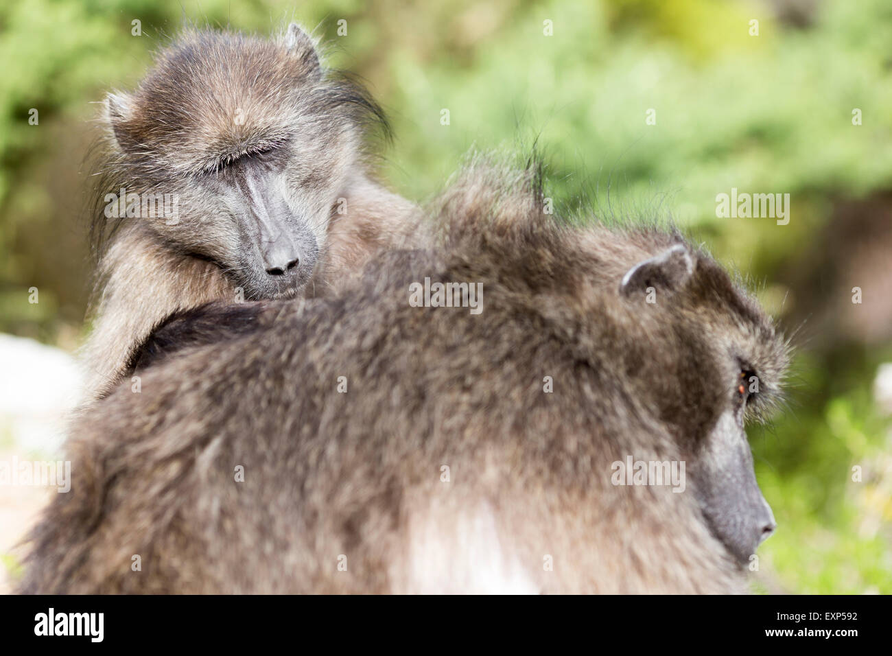 Cape Point , South Africa. Baboons Stock Photo