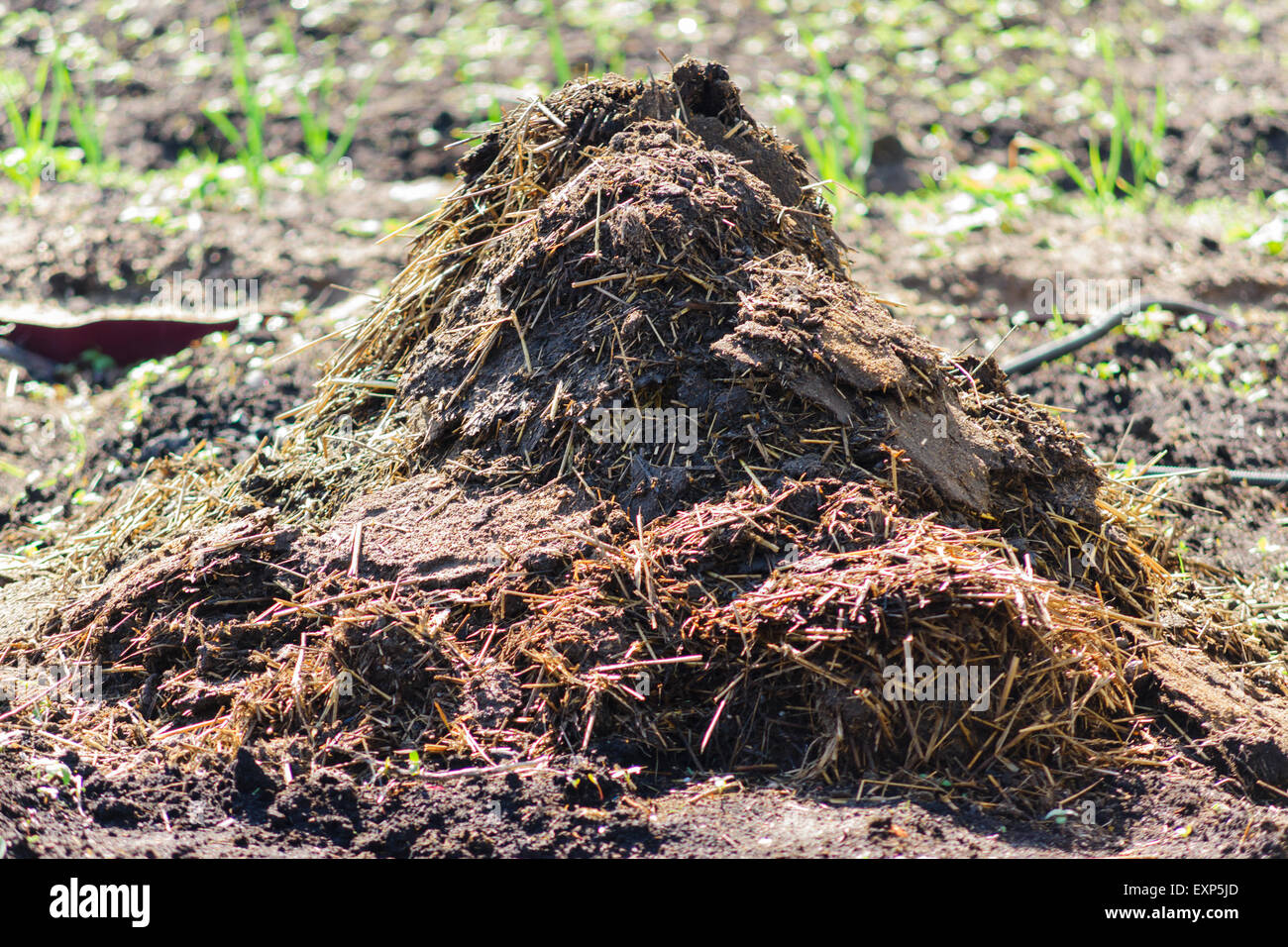 the heap of manure is good fertilizer and is used in agriculture Stock