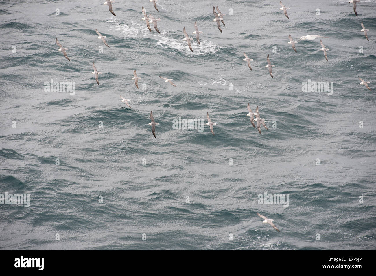 A flock of northern fulmars, Fulmarus glacialis, in flight as seen from above Stock Photo