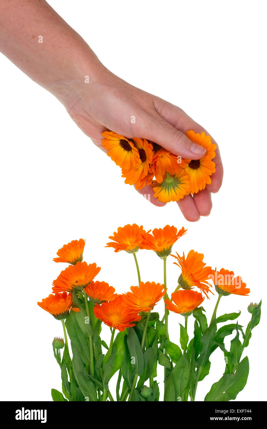 Hands of the rural worker pick flowers of a medical calendula   marigolds  for processing in oil and tincture. Isolated studio s Stock Photo