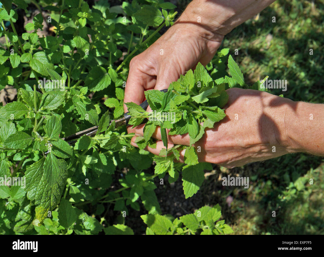 The rural worker cuts off scissors leaves of lemon mint for drying. Sunny summer garden day Stock Photo