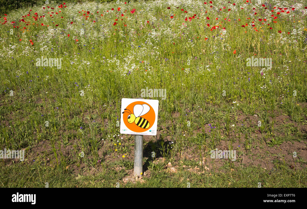 Wildflower meadow uk insects hi-res stock photography and images - Alamy