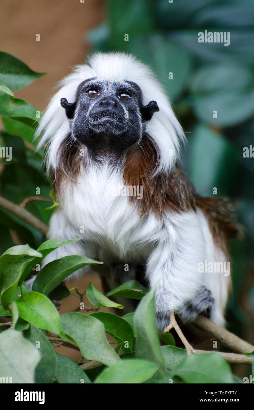 Cotton Top Tamarin Monkey Stock Photos Cotton Top Tamarin Monkey