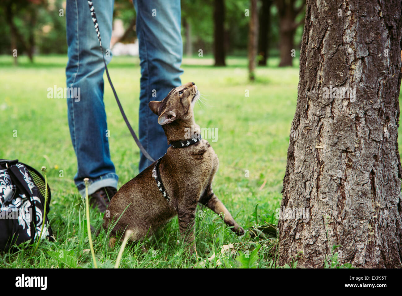 cat wants to climb the tree during the walk Stock Photo Alamy