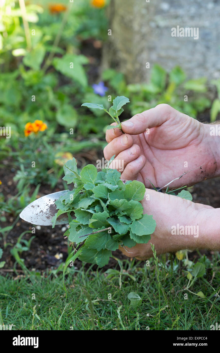 Gardener holding a hand trowel and weeds after weeding a garden border Stock Photo
