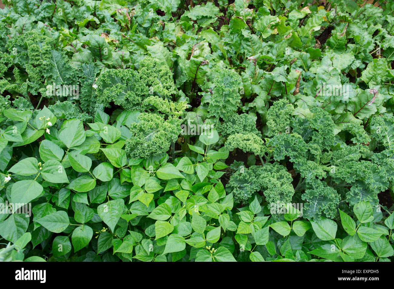 Summer Vegetable garden in England Stock Photo