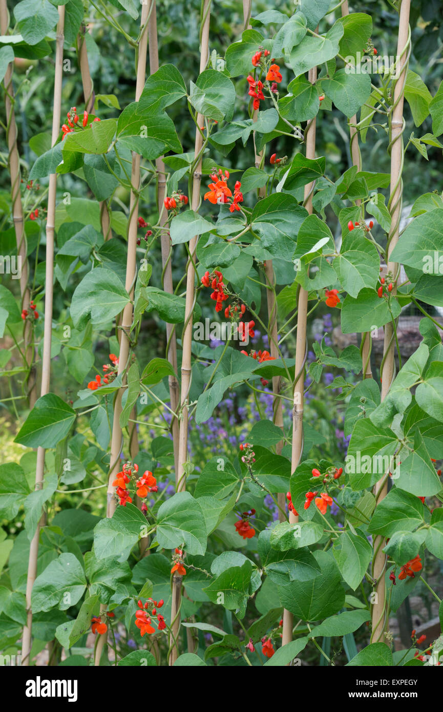 Phaseolus coccineus. Flowering runner bean plants climbing up bamboo canes Stock Photo