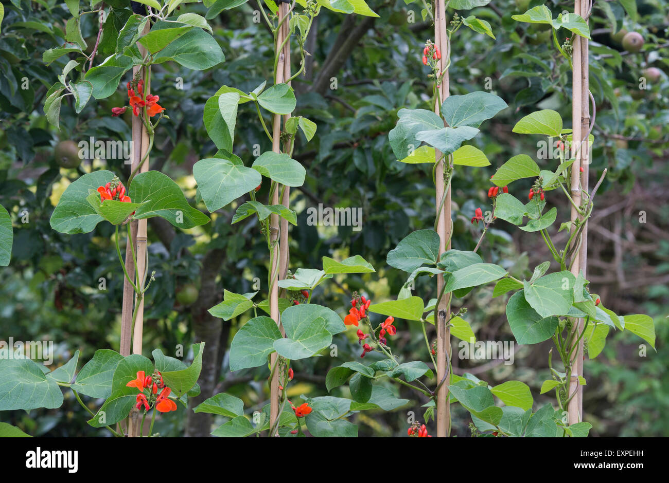 Phaseolus coccineus. Flowering runner bean plants climbing up bamboo canes Stock Photo