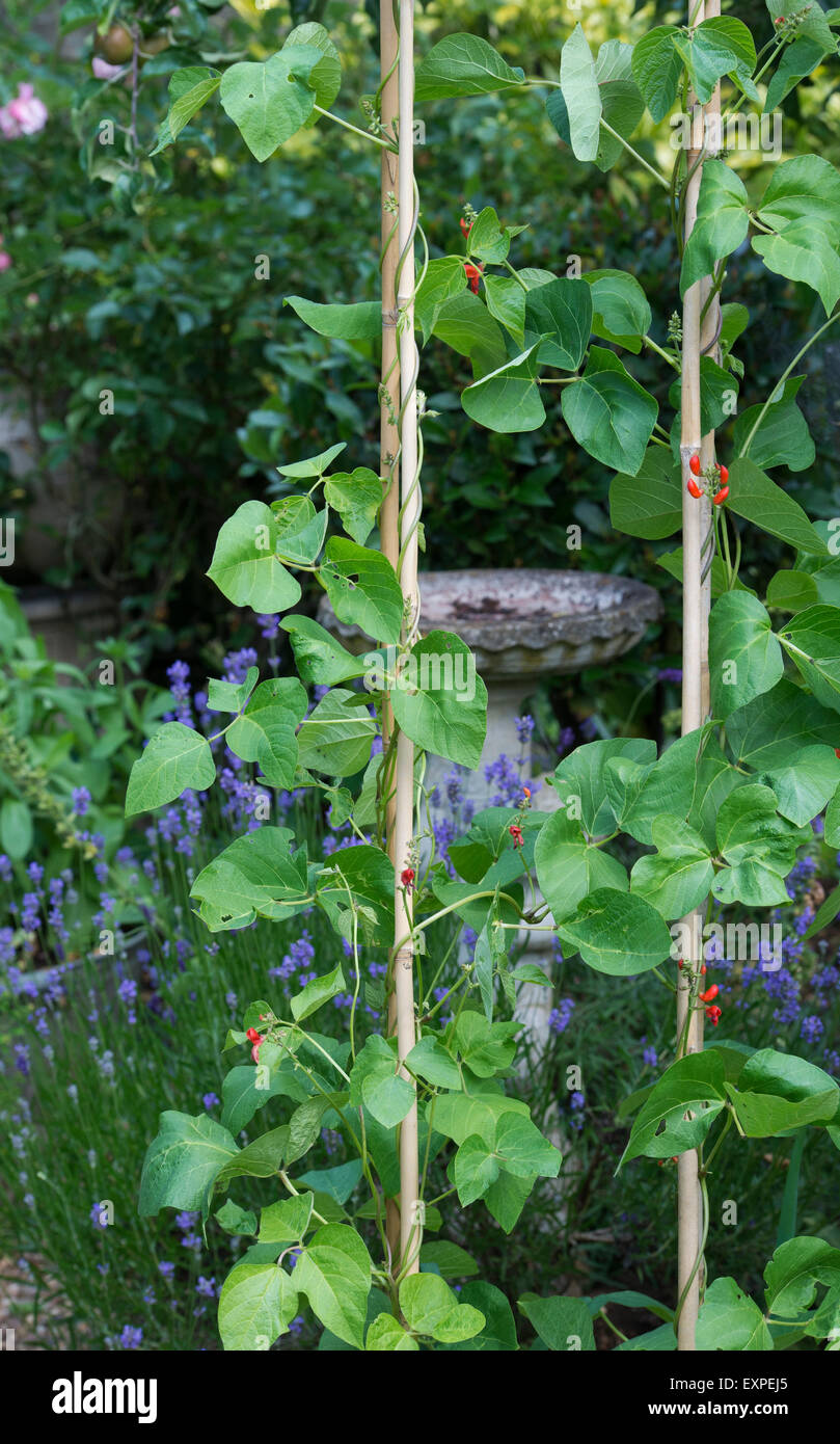 Phaseolus coccineus. Flowering runner bean plants climbing up bamboo canes Stock Photo