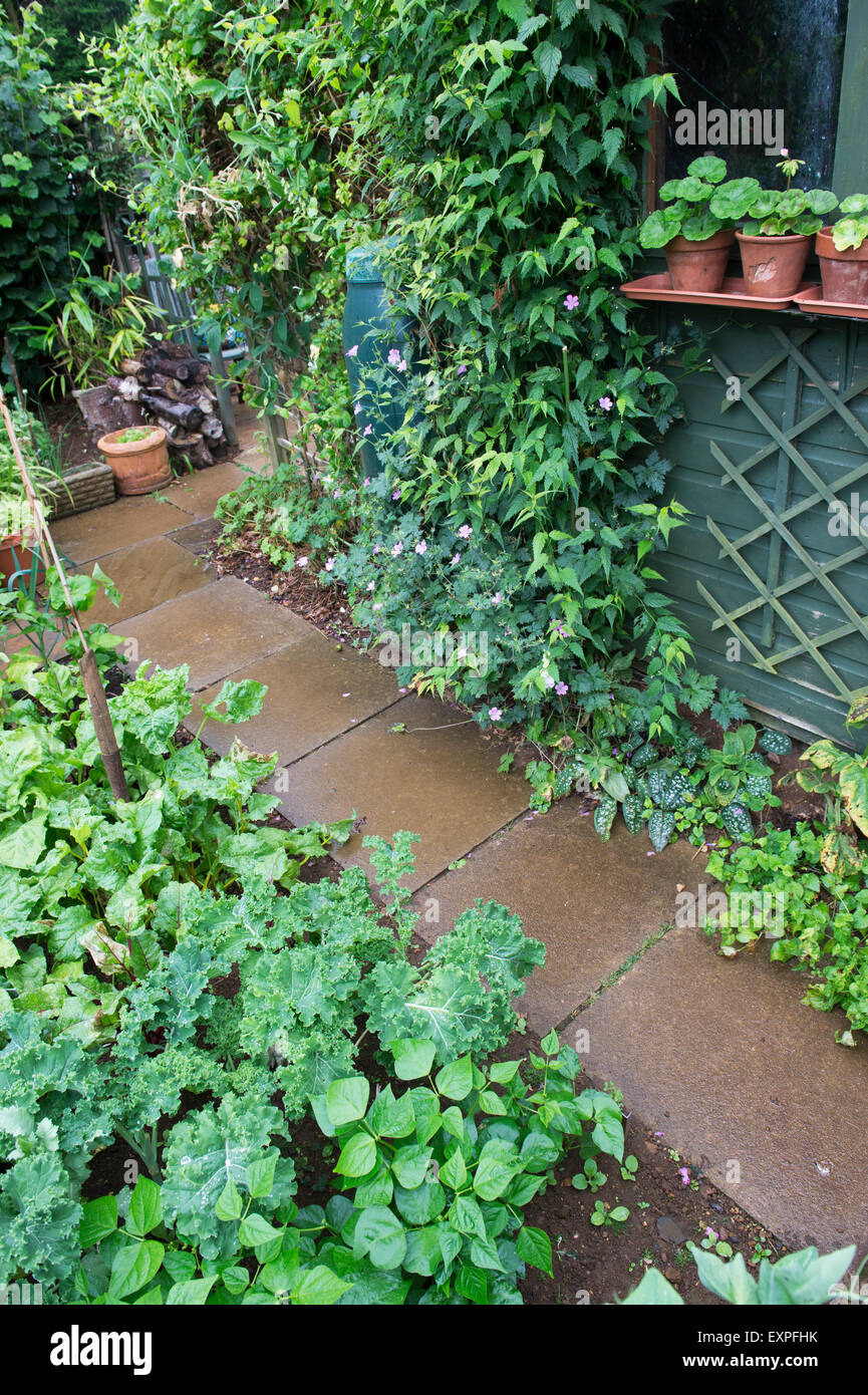 Summer Vegetable garden after the rain in the UK Stock Photo