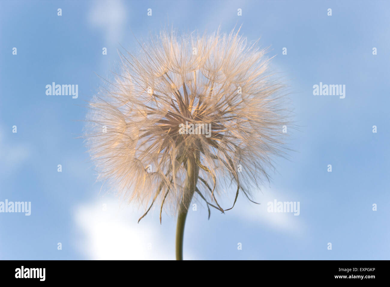 Dandelion and seeds hi-res stock photography and images - Alamy