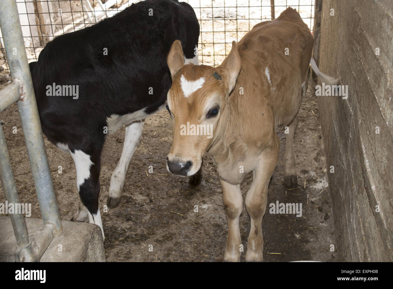 two youngs dairy veal in a cattle Stock Photo Alamy
