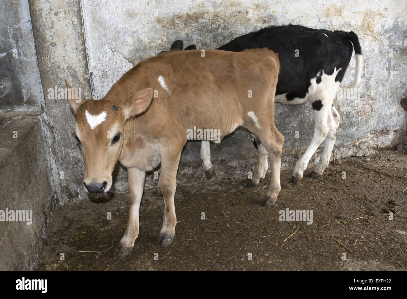 two youngs dairy veal in a cattle Stock Photo Alamy