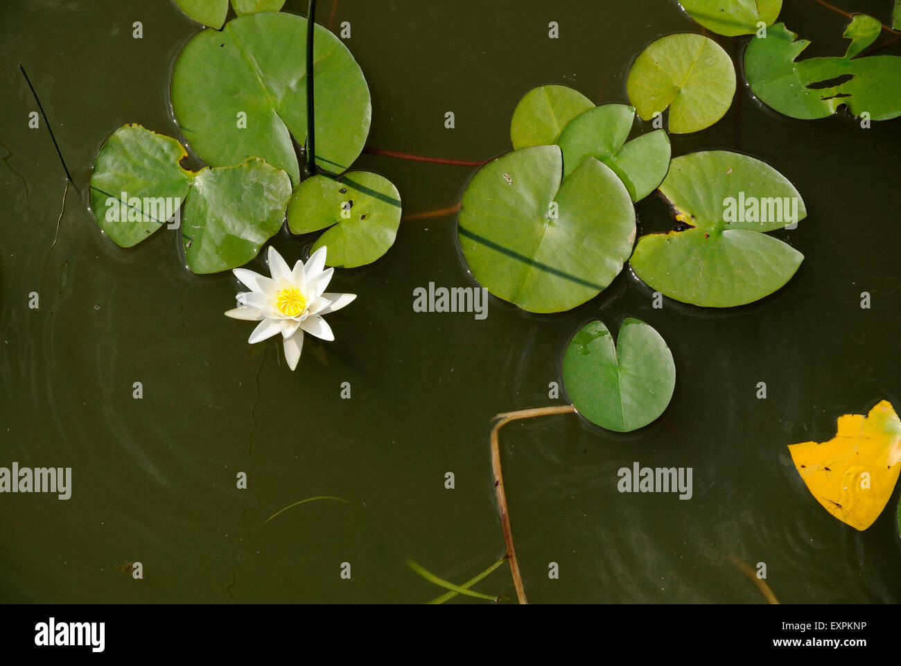 Nenuphar Flower And Leaves Stock Photo Alamy