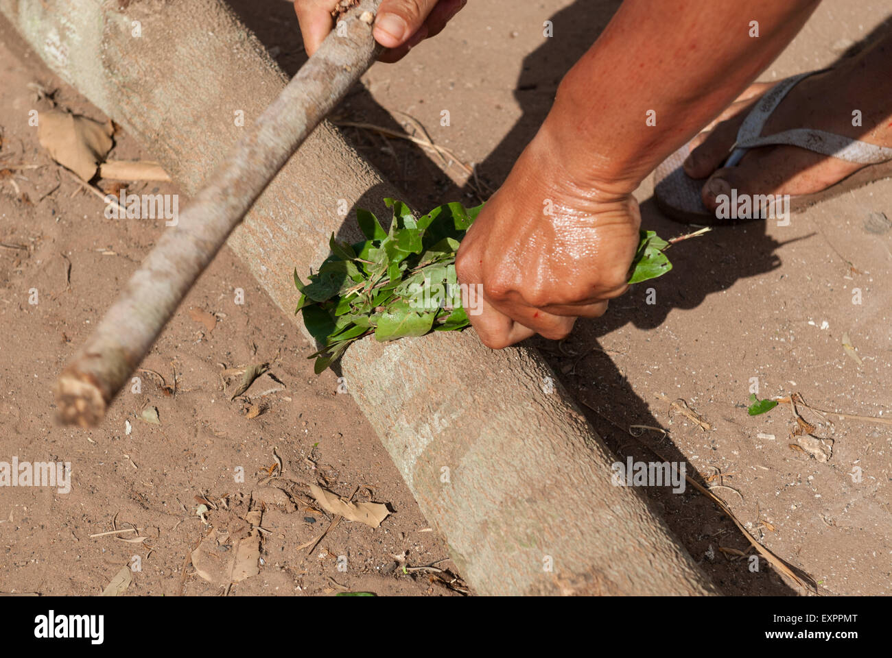 Xingu Indigenous Park, Mato Grosso, Brazil. Aldeia Matipu. Preparing medicinal herbs. Stock Photo
