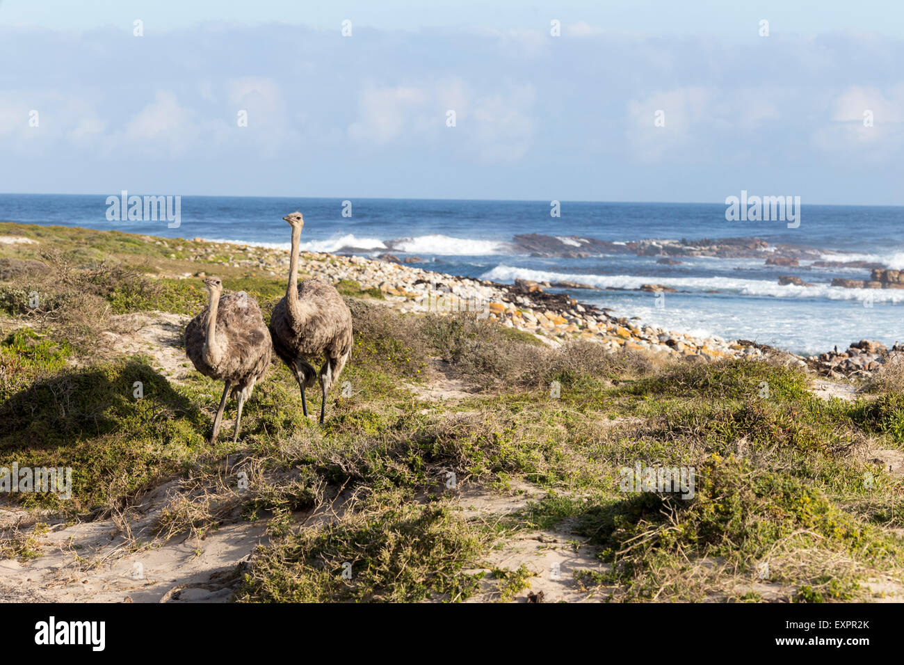 Cape of Good Hope , South Africa. Ostriches Stock Photo