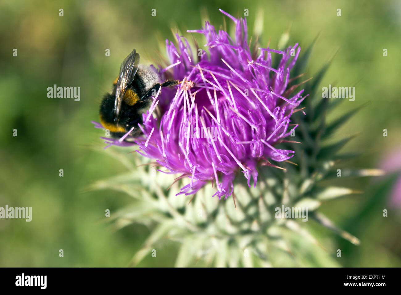 Flower of milk thistle or silybum marianum with bee Stock Photo