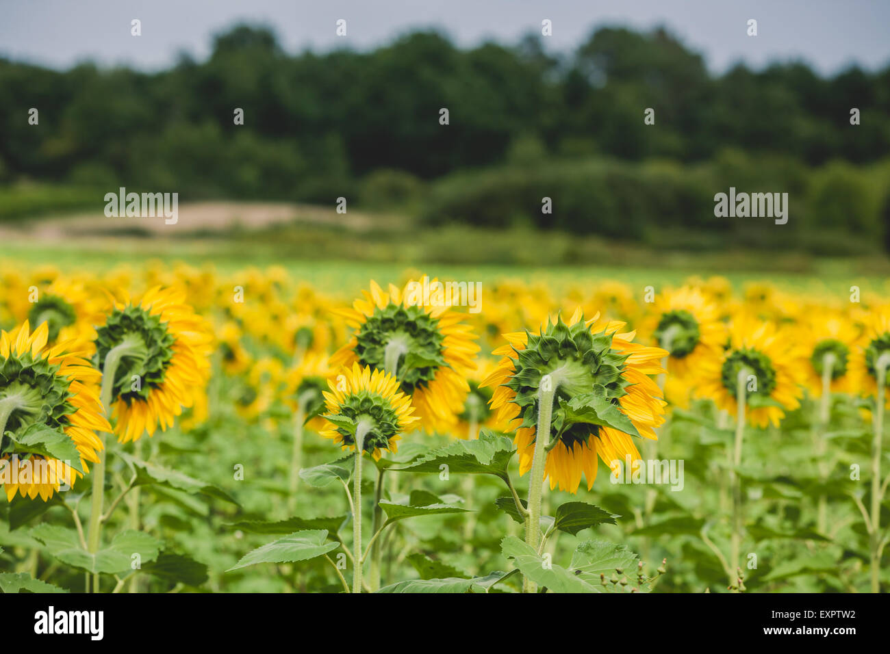 Sunflowers Field in the countryside. Horizontal shot Stock Photo - Alamy