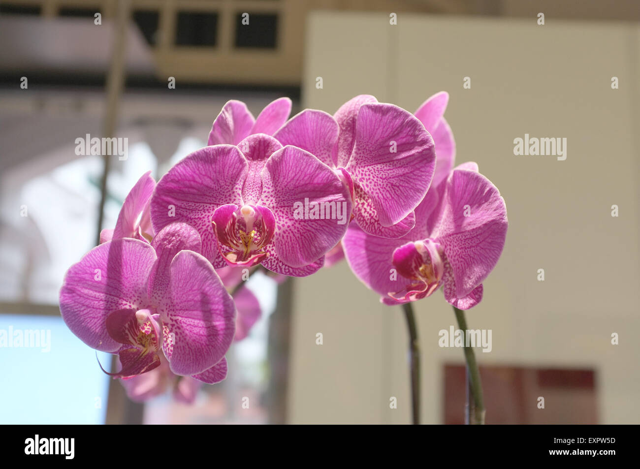 Red pink orchid Stock Photo