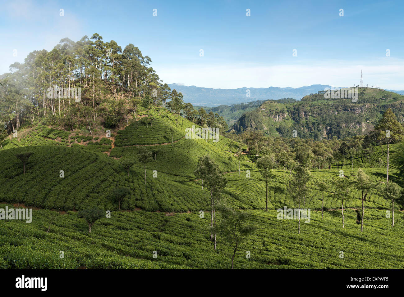 Dambatenne Tea Estate Landscape, Lipton's Seat, Sri Lanka Stock Photo