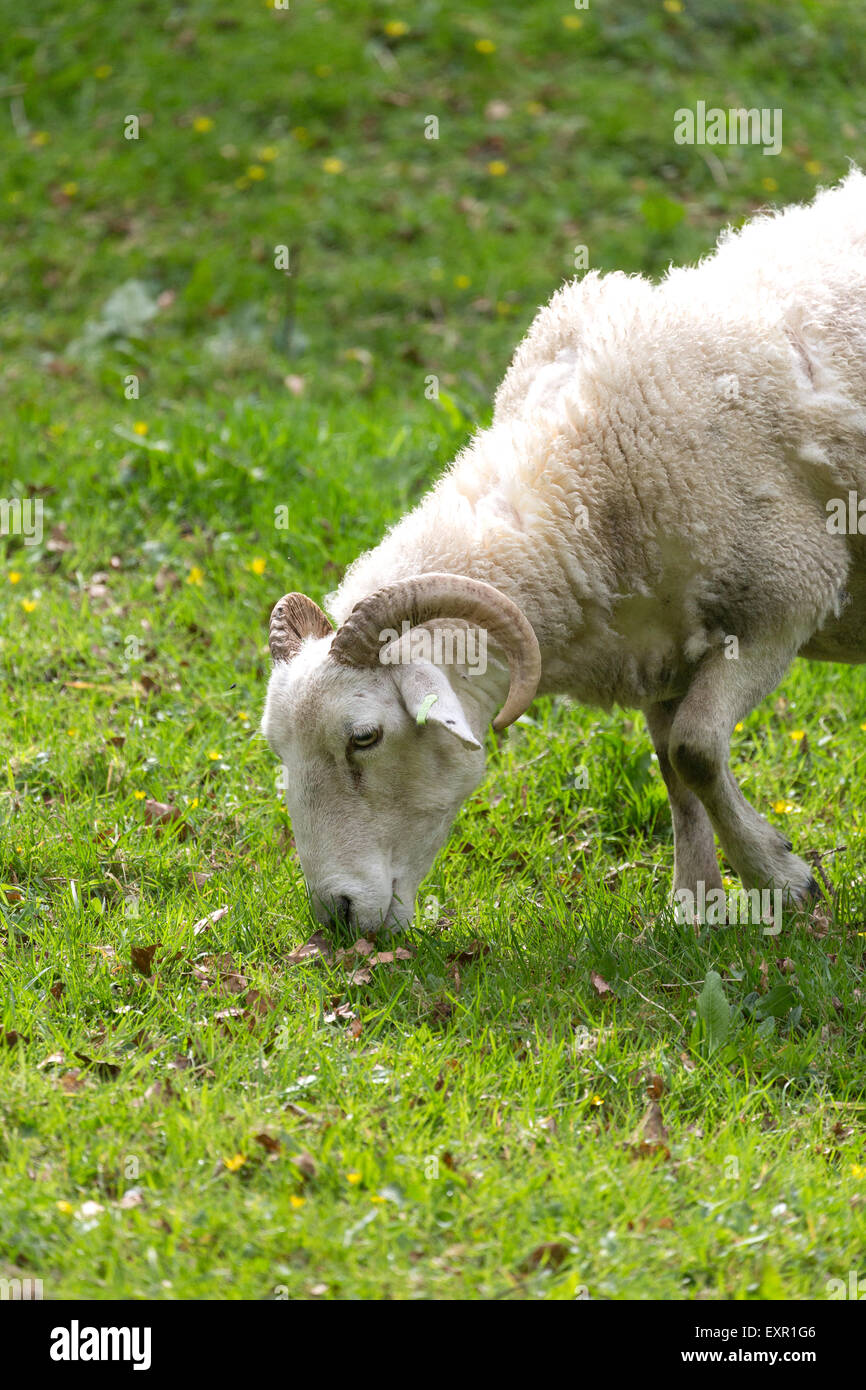 Wiltshire Horn sheep grazing England UK Stock Photo Alamy