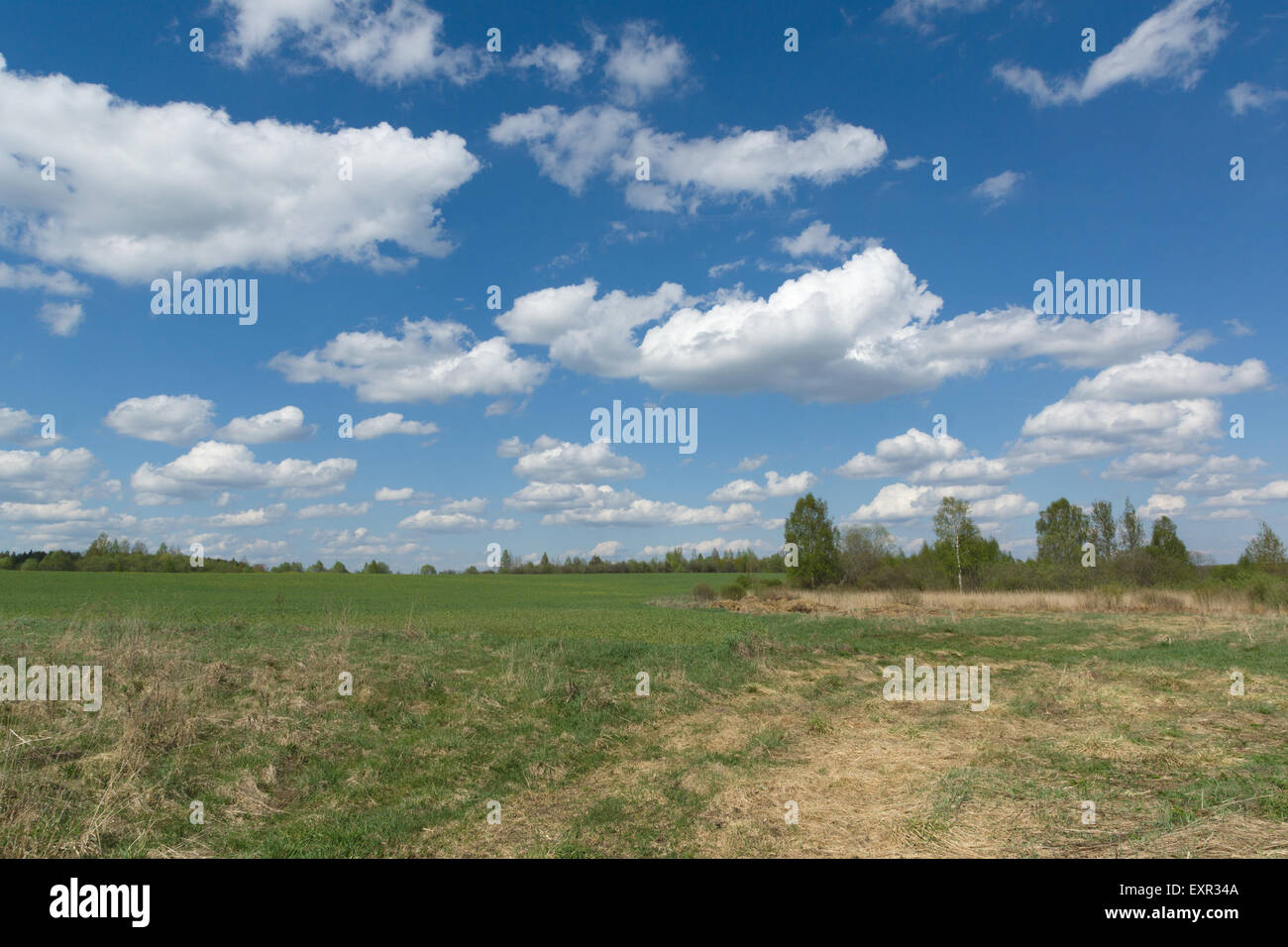 beautiful rural landscape with green vegetation and the bright sky Stock Photo